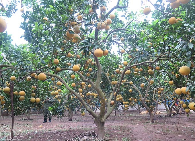 Trồng bưởi giúp bà con xã Nam Hà tăng thu nhập và ổn định cuộc sống.