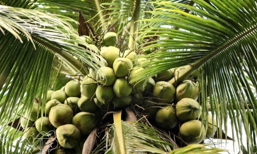 Vĩnh Long đẩy mạnh chế biến sâu, đưa dừa thành cây công nghiệp chủ lực