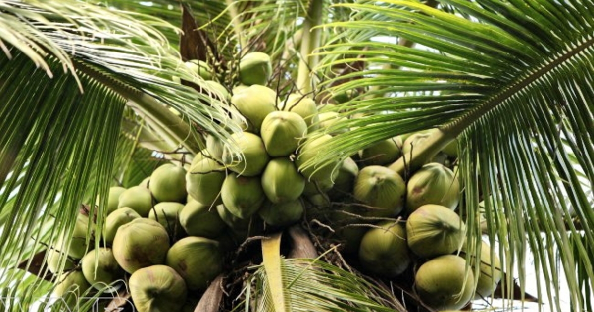Vĩnh Long đẩy mạnh chế biến sâu, đưa dừa thành cây công nghiệp chủ lực