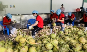 Xuất khẩu rau quả 11 tháng đạt 7,8 tỷ USD, sầu riêng và dừa tăng trưởng mạnh