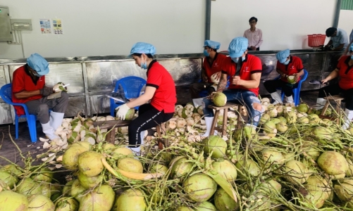 Xuất khẩu rau quả 11 tháng đạt 7,8 tỷ USD, sầu riêng và dừa tăng trưởng mạnh