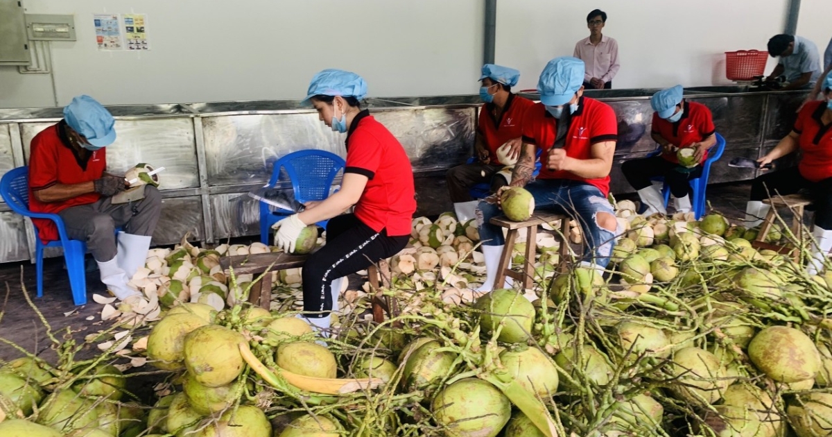 Xuất khẩu rau quả 11 tháng đạt 7,8 tỷ USD, sầu riêng và dừa tăng trưởng mạnh