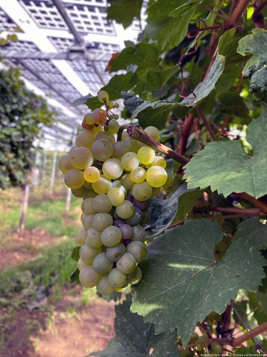 Những chùm nho <span class=