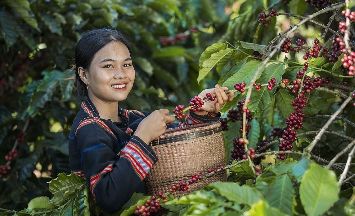 Xuất khẩu cà phê năm 2025 sẽ lập kỷ lục 8,5 tỷ USD.