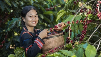 Coffee exports expected to hit record $8 bln despite plunging prices