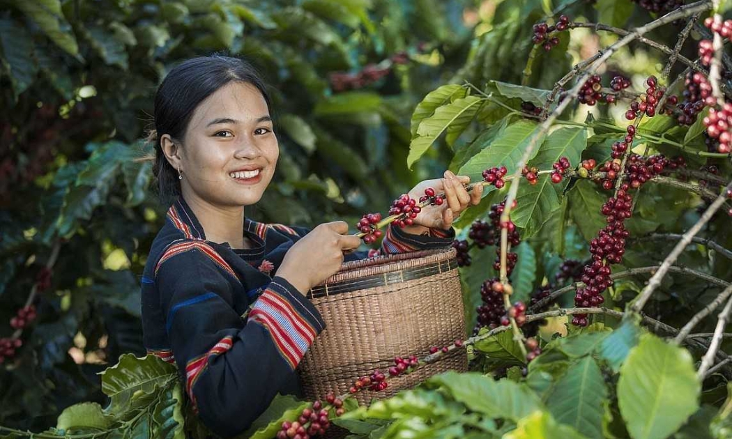Xuất khẩu cà phê năm 2025 sẽ lập kỷ lục 8,5 tỷ USD.