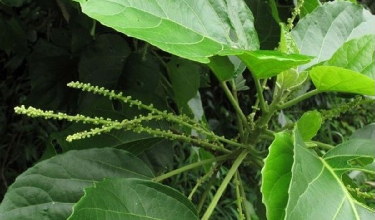 Lộc mại là vị thuốc dân gian, nhưng nếu sử dụng không đúng cách có thể gây ra tác dụng phụ, nguy hiểm nhất là ngộ độc.