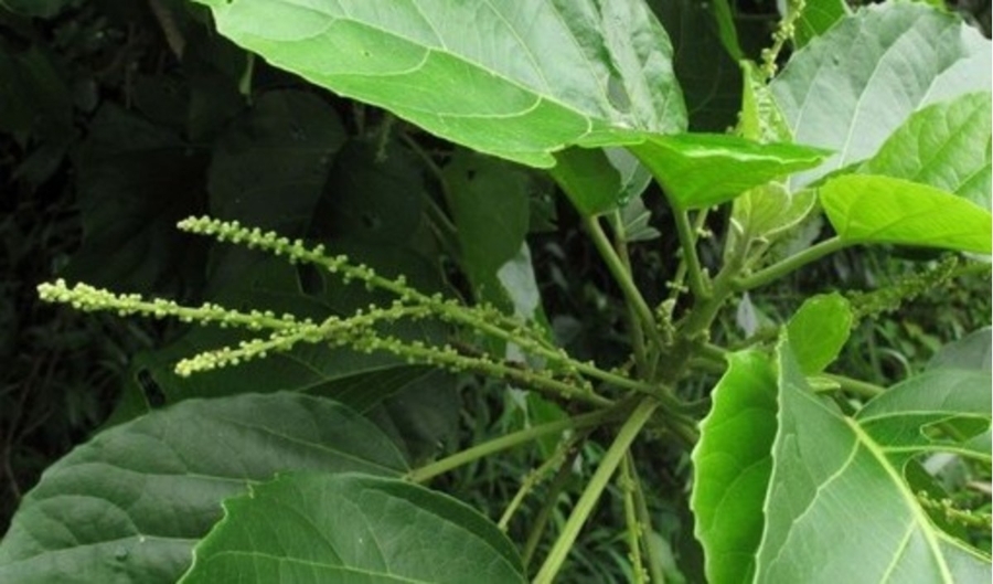 Lộc mại là vị thuốc dân gian, nhưng nếu sử dụng không đúng cách có thể gây ra tác dụng phụ, nguy hiểm nhất là ngộ độc.