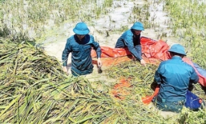 Ngành nông nghiệp dồn lực hỗ trợ nông dân khôi phục sản xuất sau thiên tai