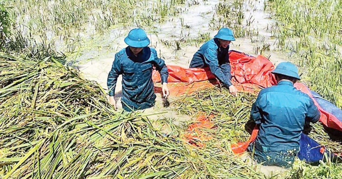 Ngành nông nghiệp dồn lực hỗ trợ nông dân khôi phục sản xuất sau thiên tai