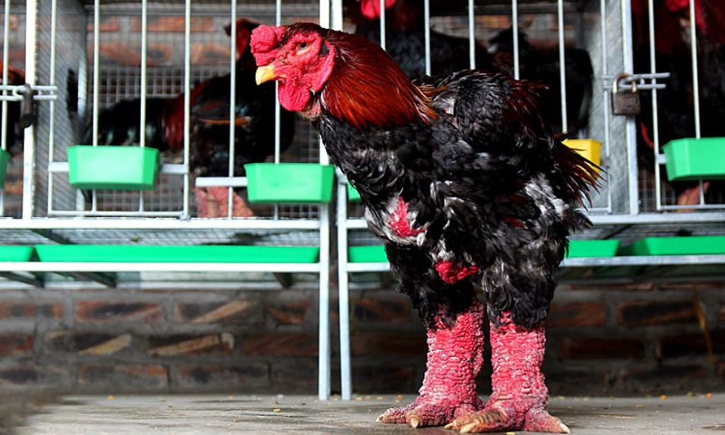 Đẩy mạnh số hóa để phát triển, bảo tồn thương hiệu gà Đông Tảo 