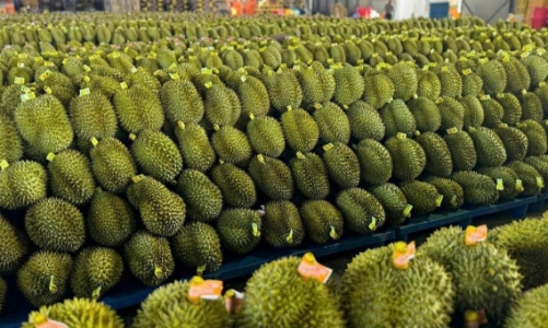 Vụ án mua bán mã số vùng trồng: Vi phạm đặc biệt nghiêm trọng, cấp thiết sửa Luật Trồng trọt