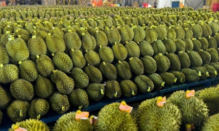 Trong 11 tháng năm 2025, sầu riêng tiếp tục là mặt hàng dẫn đầu ngành hàng rau quả, với giá trị xuất khẩu đạt 3,55 tỷ USD