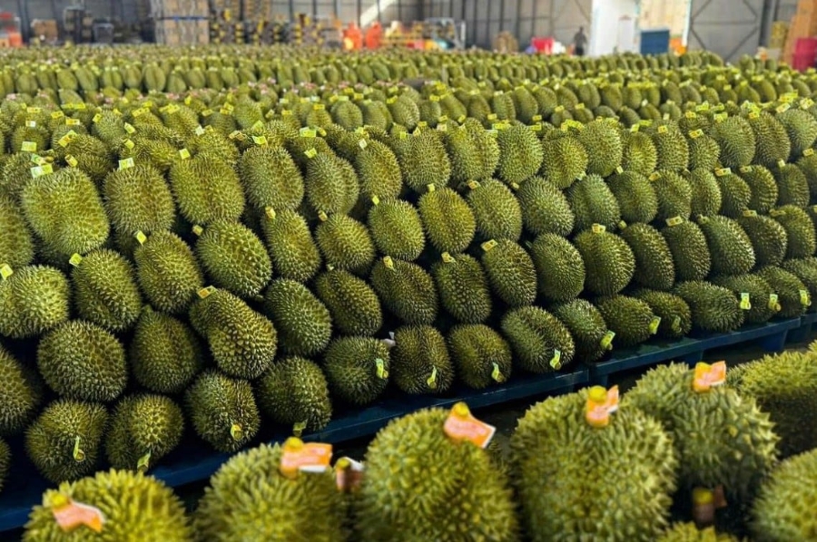 Trong 11 tháng năm 2025, sầu riêng tiếp tục là mặt hàng dẫn đầu ngành hàng rau quả, với giá trị xuất khẩu đạt 3,55 tỷ USD