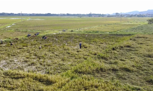 Ứng phó hiệu quả biến đổi khí hậu: Cần chính sách mạnh hơn cho sản xuất nông nghiệp an toàn