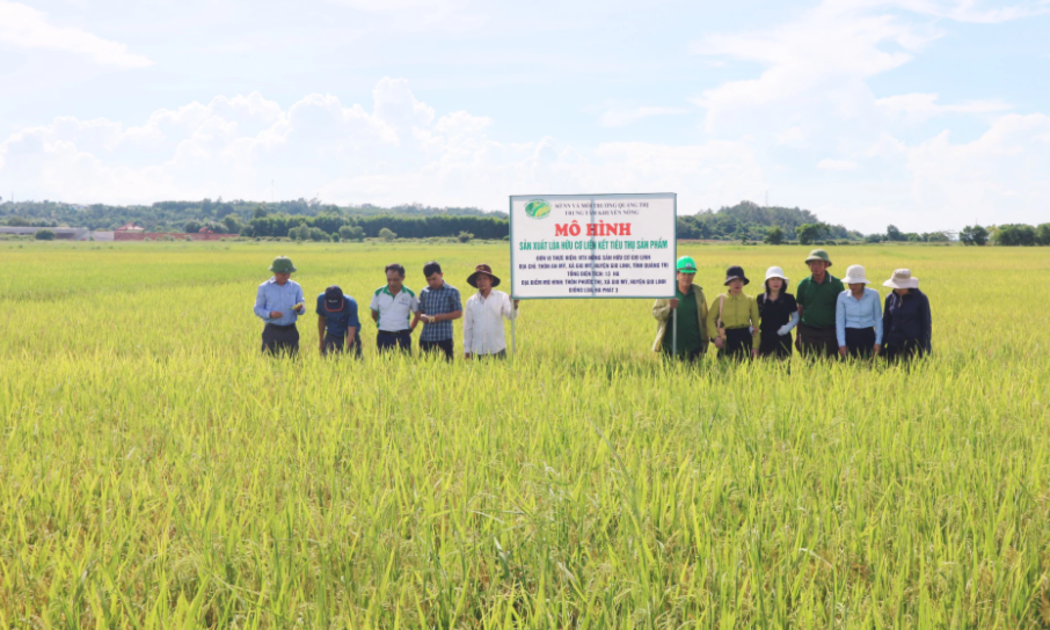 Mô hình canh tác lúa hữu cơ tại Quảng Trị. Ảnh: Thanh Hoa