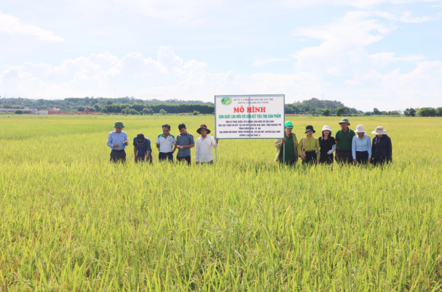 Mô hình canh tác lúa hữu cơ tại Quảng Trị. Ảnh: Thanh Hoa