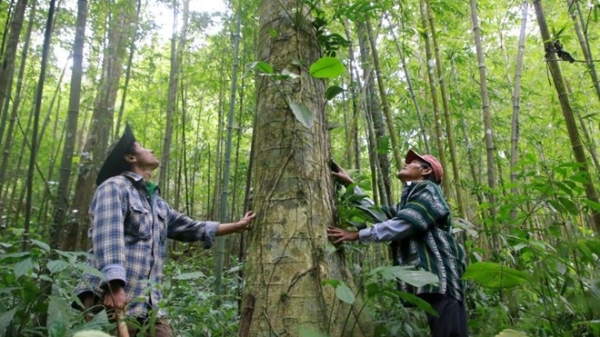 Tín chỉ carbon rừng Việt Nam thu hút sự quan tâm lớn của các tổ chức, doanh nghiệp nước ngoài