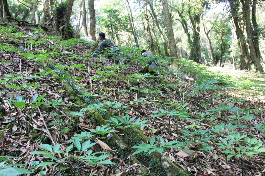 Sâm Ngọc Linh được trồng dưới tán rừng nguyên sinh ở xã Trà Linh.