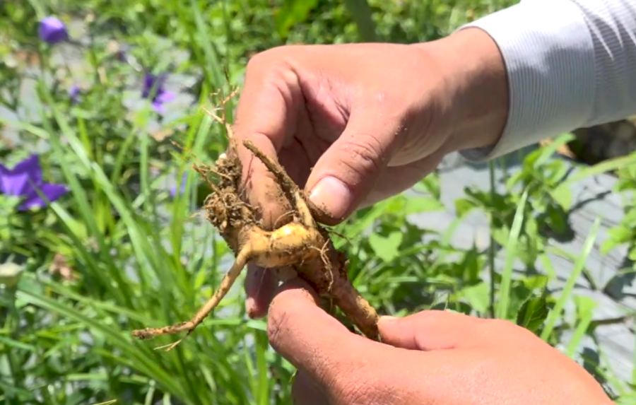 Hiện cả nước có khoảng 60 - 70 vùng trồng dược liệu tập trung đạt chứng nhận GACP - WHO.