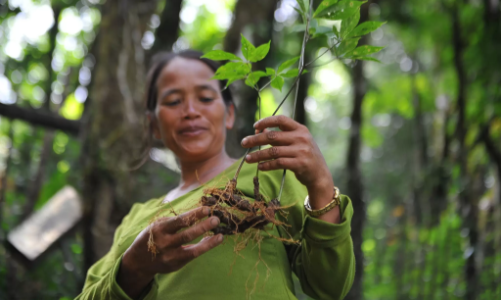 Nguồn gốc và chất lượng giúp nâng giá trị dược liệu Việt Nam