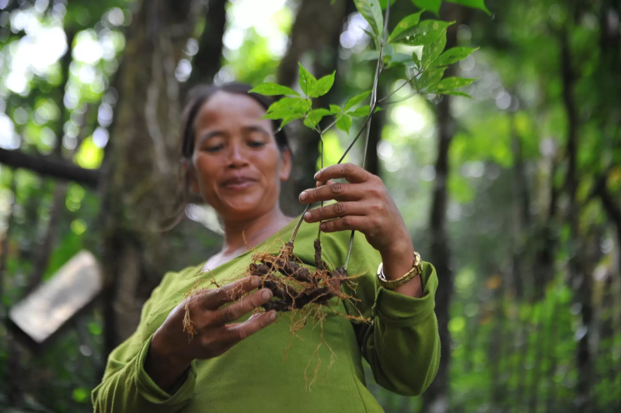 Dược liệu không chỉ là tài nguyên sinh học mà còn là tài sản tri thức và văn hoá.