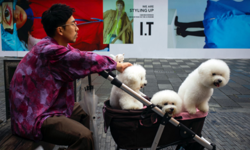 Giới trẻ Trung Quốc tăng chi tiêu cho thú cưng