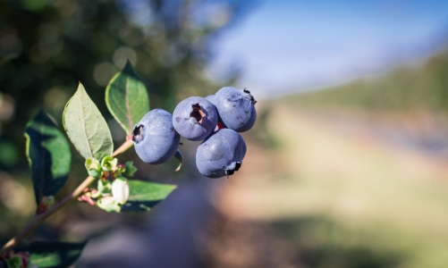 Việt quất Australia – bưởi Việt Nam: Dấu mốc mới trong thương mại nông sản hai chiều