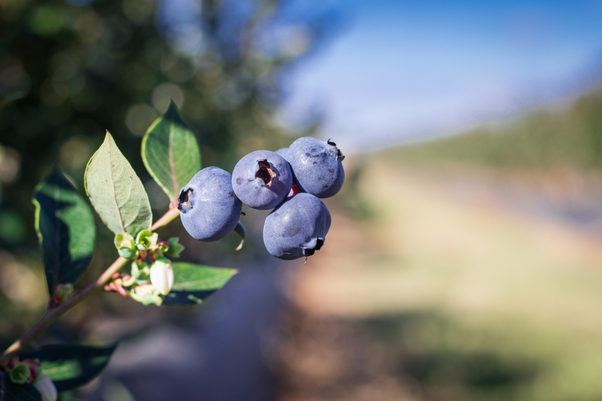 Quả việt quất được trồng tại Australia. Ảnh: Austrade