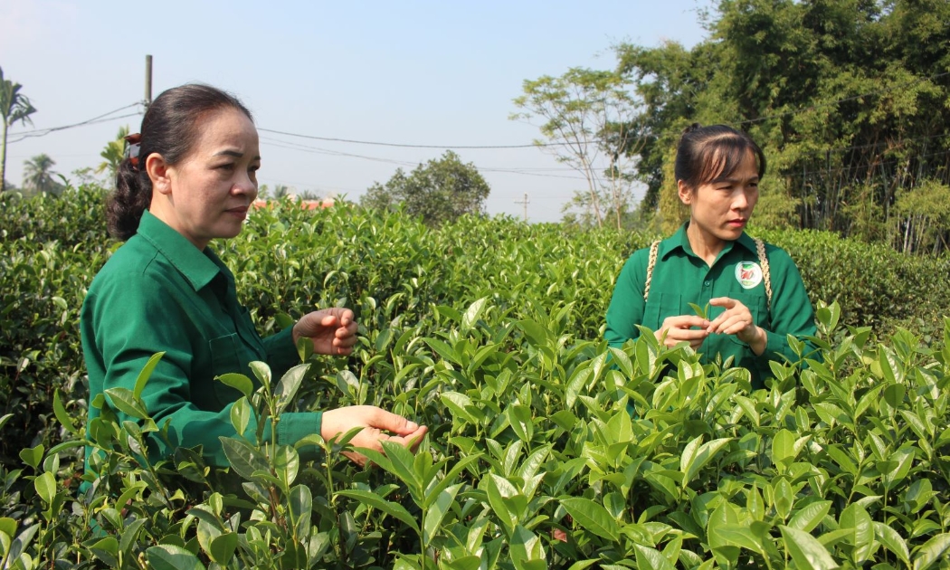 Thu hái chè tại Hợp tác xã chè Hảo Đạt, Thái Nguyên. Ảnh: Chu Khôi.