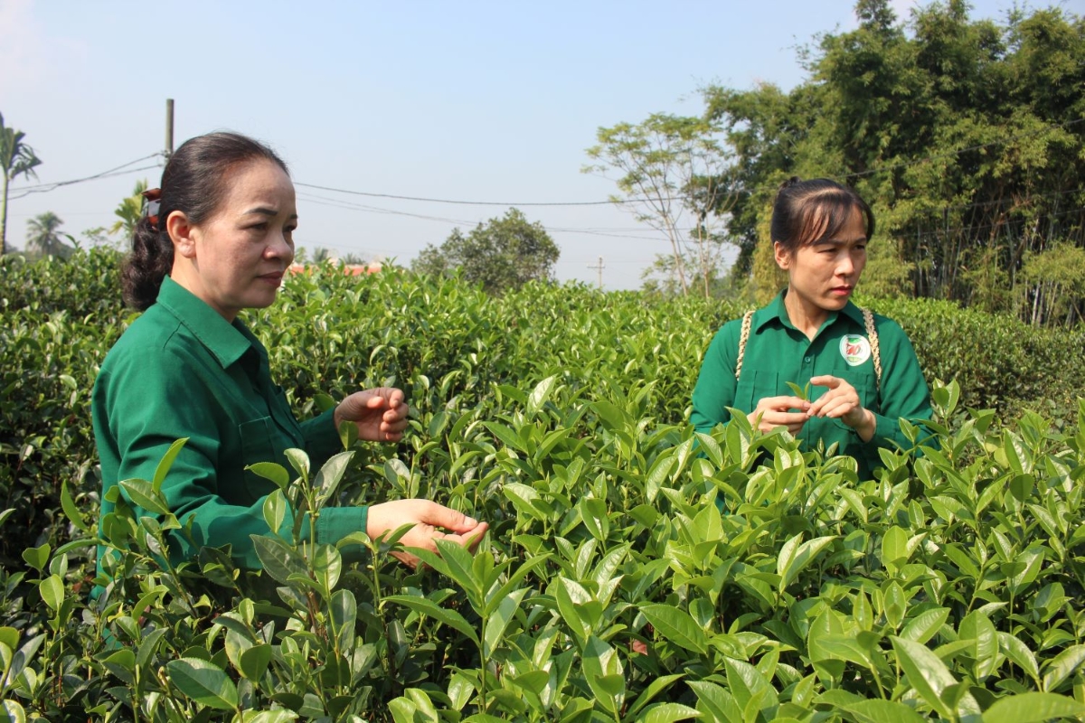 Thu hái chè tại Hợp tác xã chè Hảo Đạt, Thái Nguyên. Ảnh: Chu Khôi.