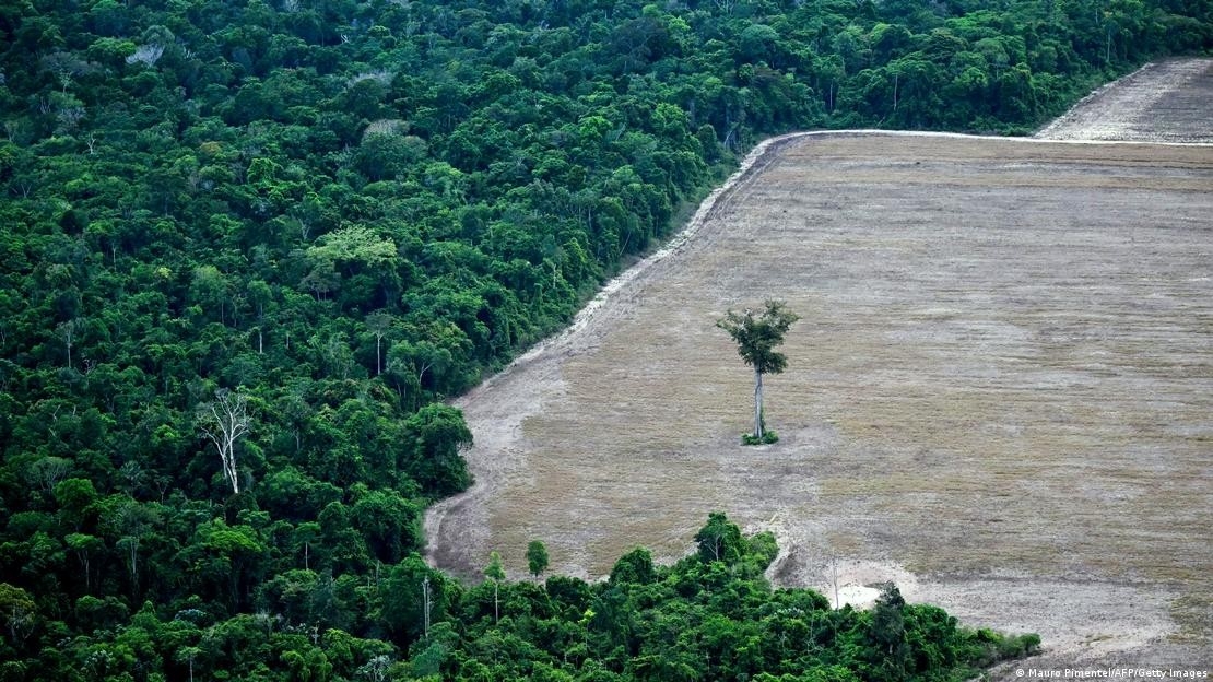 Các nhà khoa học cho biết việc khôi phục hệ sinh thái và bảo vệ thiên nhiên sẽ mang lại lợi ích kinh tế dài hạn - Ảnh: Mauro Pimentel/AFP/Getty Images