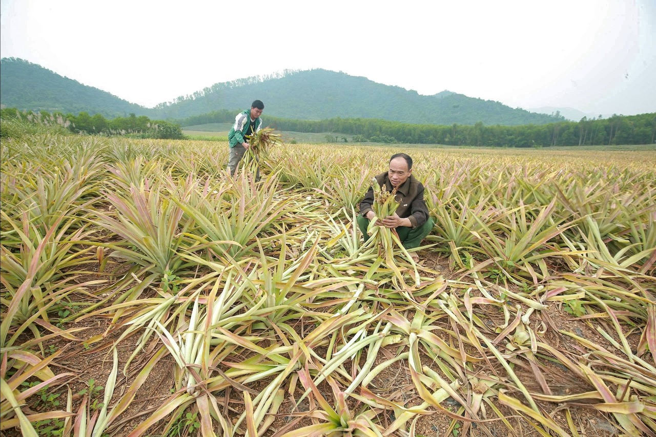 Nhiều diện tích dứa ở xã Quỳnh Thắng, Nghệ An bị bệnh thối nõn, úa lá. Ảnh: Thanh Phúc