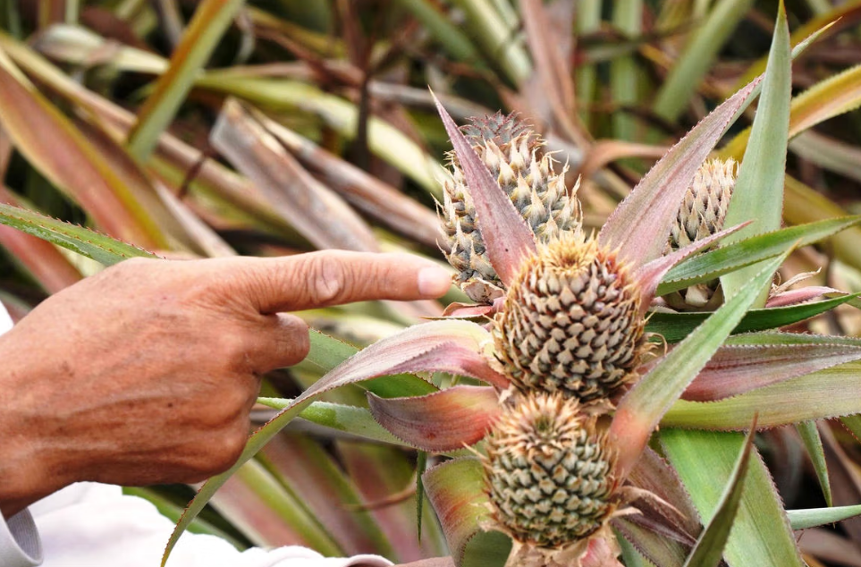 Cây dứa bị vàng lá, thối nõn và chết.