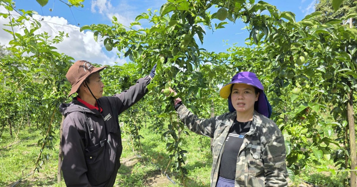 Trái chanh dây (chanh leo) Tây Nguyên, nguyên liệu cho chanh dây sấy thăng hoa