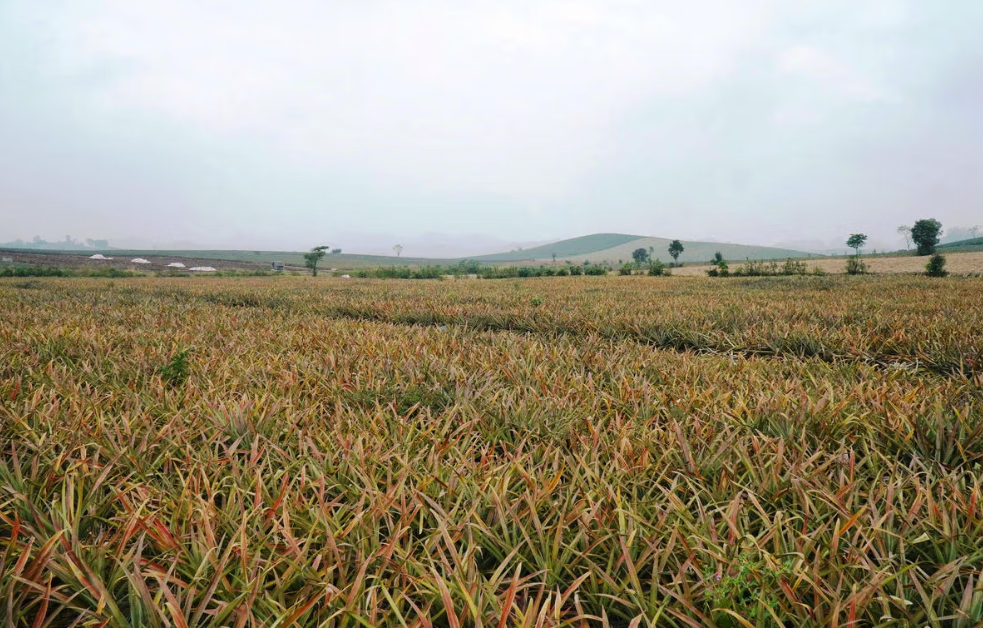 Tại phường Quang Trung, tỉnh Thanh Hoá, có khoảng 300ha dứa của người dân bị vàng lá, thối nõn và chết.