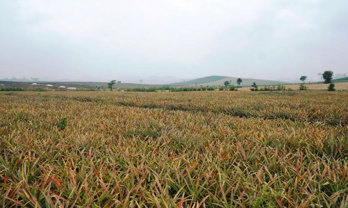 Bệnh thối nõn bùng phát, hàng trăm ha dứa tại Thanh Hoá, Nghệ An mất trắng