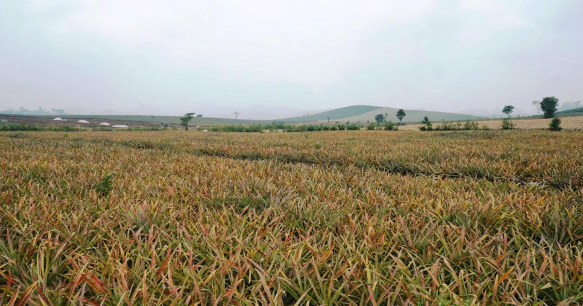 Bệnh thối nõn bùng phát, hàng trăm ha dứa tại Thanh Hoá, Nghệ An mất trắng