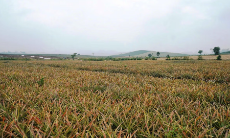 Tại phường Quang Trung, tỉnh Thanh Hoá, có khoảng 300ha dứa của người dân bị vàng lá, thối nõn và chết.