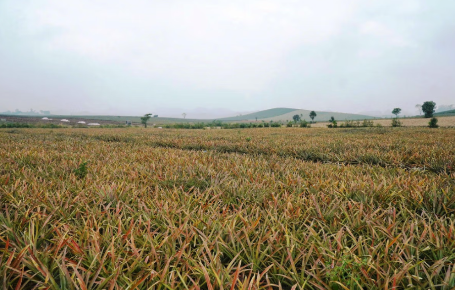 Tại phường Quang Trung, tỉnh Thanh Hoá, có khoảng 300ha dứa của người dân bị vàng lá, thối nõn và chết.