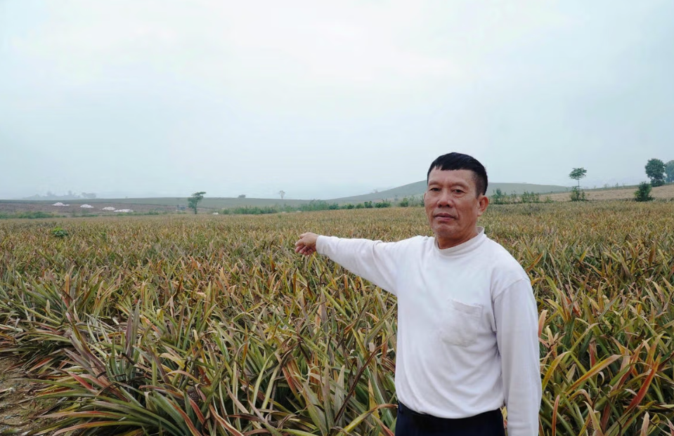 Toàn bộ diện tích hơn 2ha dứa của gia đình ông Lê Văn Cường đã không thể cứu vãn.