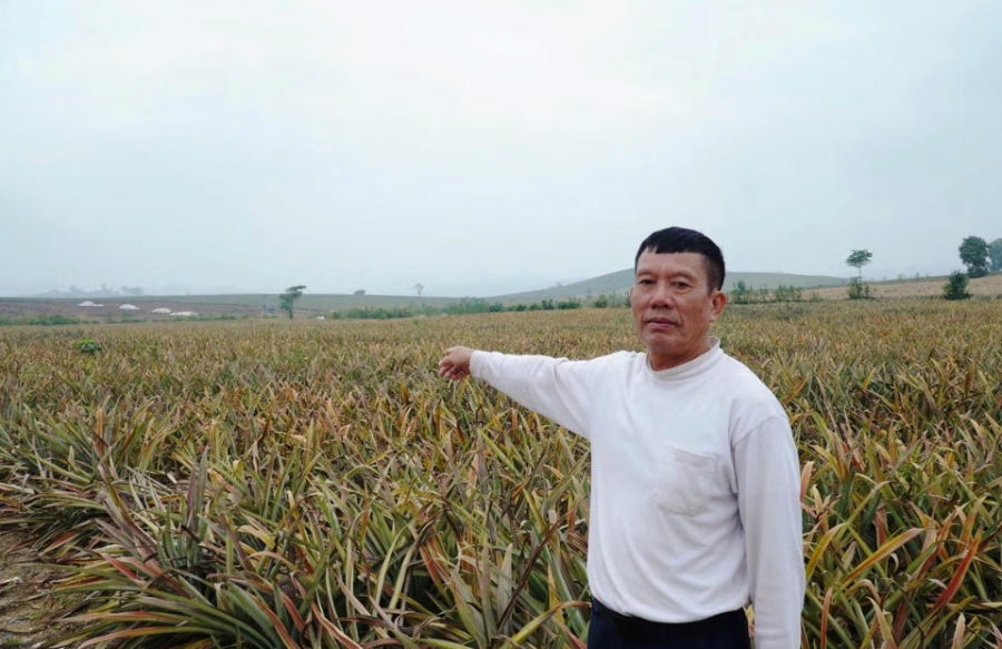 Toàn bộ diện tích hơn 2ha dứa của gia đình ông Lê Văn Cường đã không thể cứu vãn.