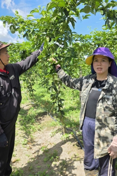 Passion fruit exports surge, expected to hit record $250 mln