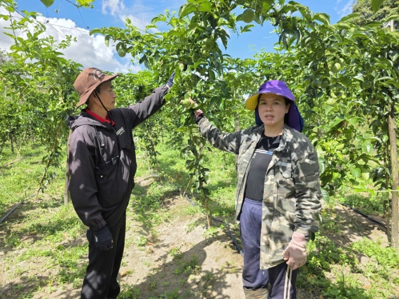 Passion fruit exports surge, expected to hit record $250 mln
