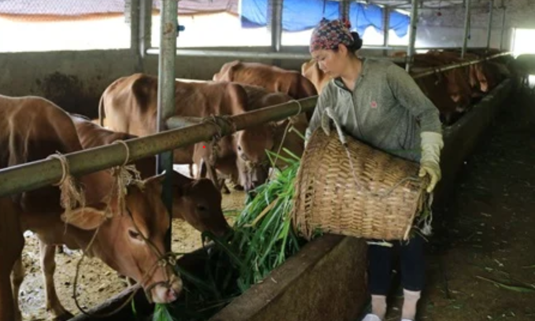 Chăn nuôi bò bản địa H’Mông đang phát triển mạnh tại Tuyên Quang.