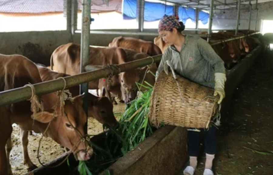 Chăn nuôi bò bản địa H’Mông đang phát triển mạnh tại Tuyên Quang.