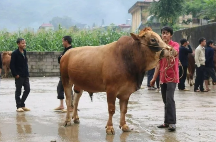 Bò&nbsp;H’Mông cho thịt thơm ngon và có vị đặc trưng, được người tiêu dùng ưa thích.