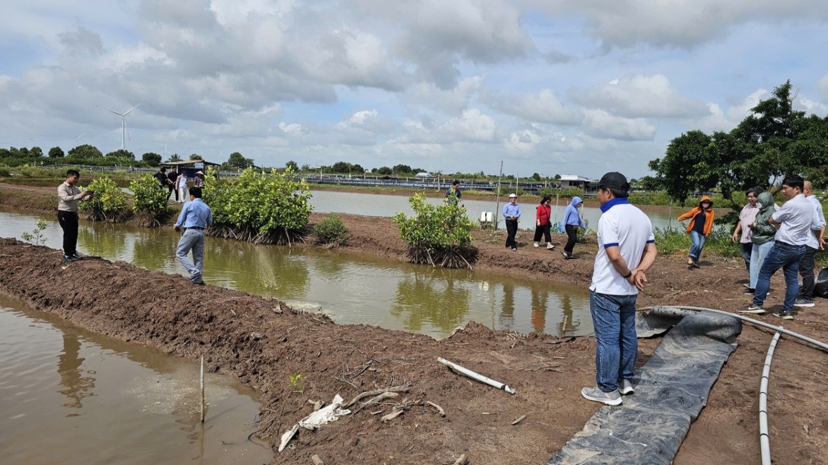 Chương trình "Thúc đẩy tài chính bền vững cho các giải pháp kết hợp dựa vào thiên nhiên tăng cường sức chống chịu vùng ven biển ĐBSCL" đang thí điểm hệ thống nuôi tuần hoàn đa loài (IMTA-RAS) kết hợp khôi phục rừng ngập mặn
