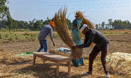 Nông dân thu hoạch lúa tại bang Uttar Pradesh, Ấn Độ - Ảnh: Reuters