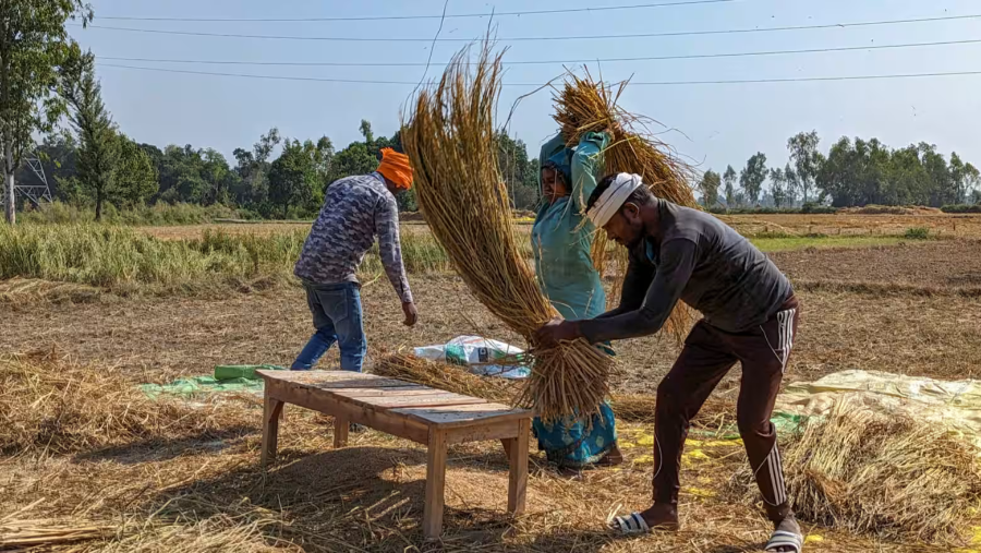 Nông dân thu hoạch lúa tại bang Uttar Pradesh, Ấn Độ - Ảnh: Reuters